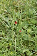 Lathyrus sphaericus image