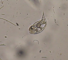 Colurella