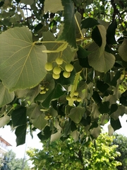 Tilia platyphyllos