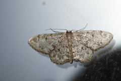 Idaea vilaflorensis