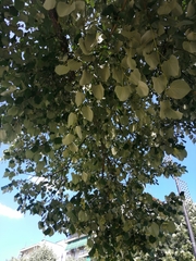 Tilia platyphyllos