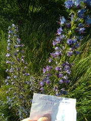 Echium vulgare