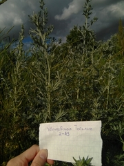 Artemisia absinthium