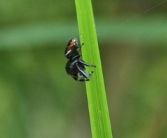 Phidippus clarus