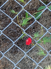 Ipomoea × multifida
