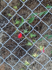 Ipomoea × multifida