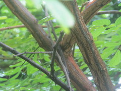 Mimosa caesalpiniifolia