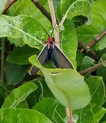 Ctenucha multifaria