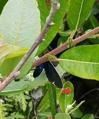 Ctenucha multifaria