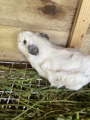 Cavia