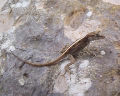 Anolis cristatellus wileyae