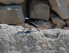 Oenanthe cypriaca
