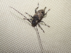 Graphisurus triangulifer