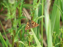 Carterocephalus skada