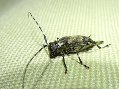 Graphisurus triangulifer