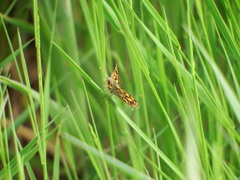 Carterocephalus skada
