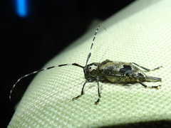 Graphisurus triangulifer