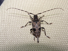 Graphisurus triangulifer