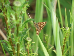 Carterocephalus skada