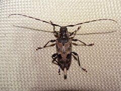 Graphisurus triangulifer