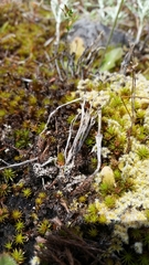 Cladonia ecmocyna