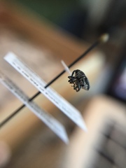 Geraeus