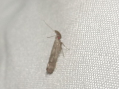 Dichomeris inversella
