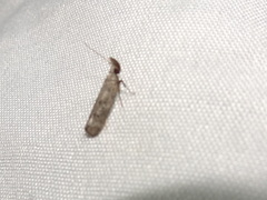Dichomeris inversella