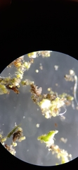 Tardigrada