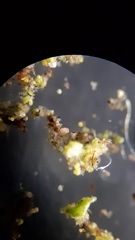 Tardigrada