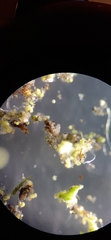 Tardigrada