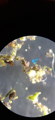 Tardigrada