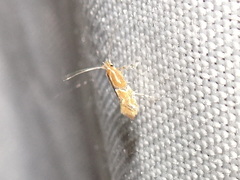 Phyllonorycter celtisella