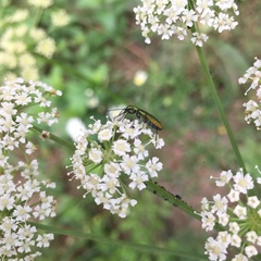 Chrysanthia viridissima