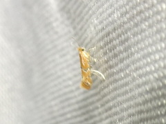 Phyllonorycter celtisella