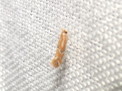 Phyllonorycter celtisella