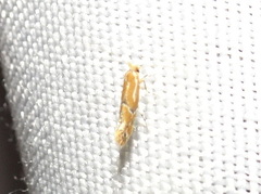 Phyllonorycter celtisella