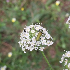 Chrysanthia viridissima