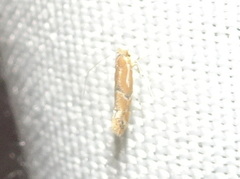 Phyllonorycter celtisella