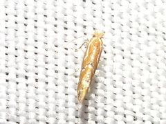 Phyllonorycter celtisella