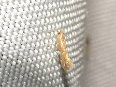 Phyllonorycter celtisella