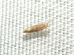 Phyllonorycter celtisella