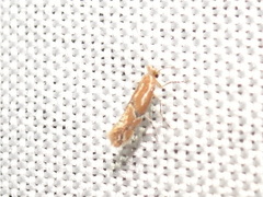 Phyllonorycter celtisella