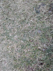 Poaceae