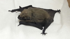 Parastrellus hesperus