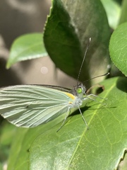 Leptophobia
