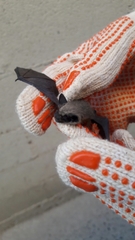 Parastrellus hesperus