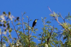 Nectarinia kilimensis