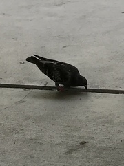 Columba livia