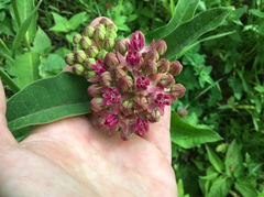 Asclepias purpurascens